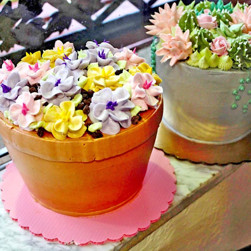 Petunias & Succulents Styles For Flower Pot Cake Designs